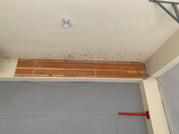 Best Mold Remediation for Healthcare Facilities  in Coeur Dalene, ID