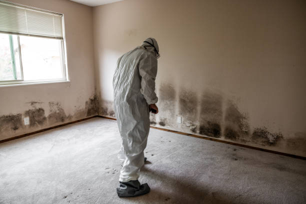 Best Biohazard Mold Removal  in Coeur Dalene, ID